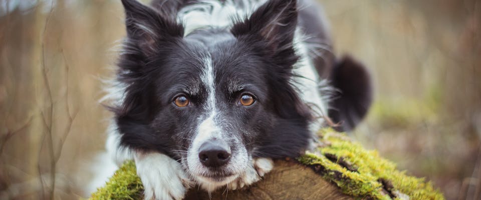 Tree names for online dogs